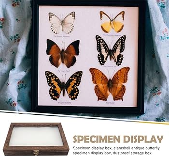 Amazon | 標本ケース 木製 標本箱 ガラスカバー 昆虫ケース 四角い