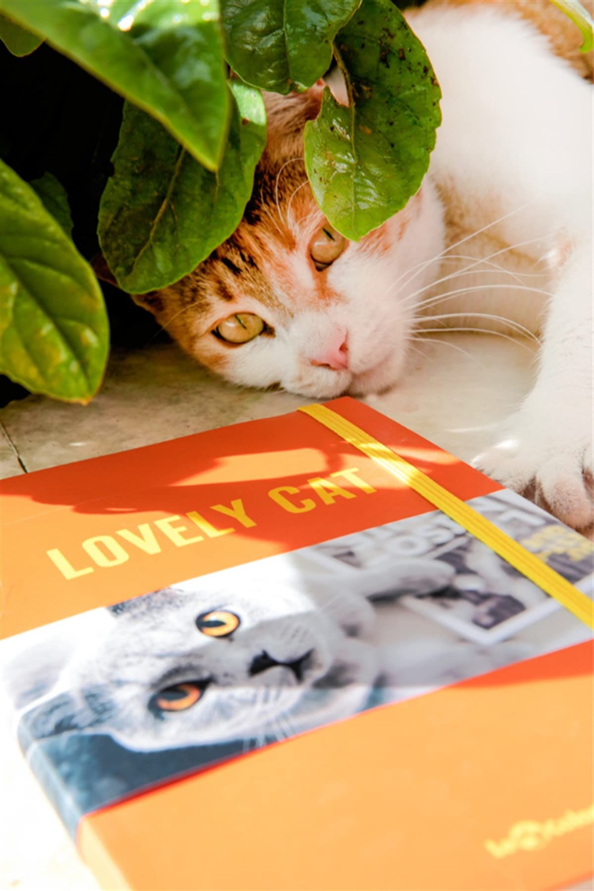 Le Color Kedi Dünyası Journal Düz