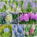 10 Piezas Bulbos de Jacinto - Macetas Plantas de Interior Jardinería Urbana, Hyacinthus Orientalis, Flores de Primavera para Jardín bulbos Flores Decorativas Regalo Plantas de