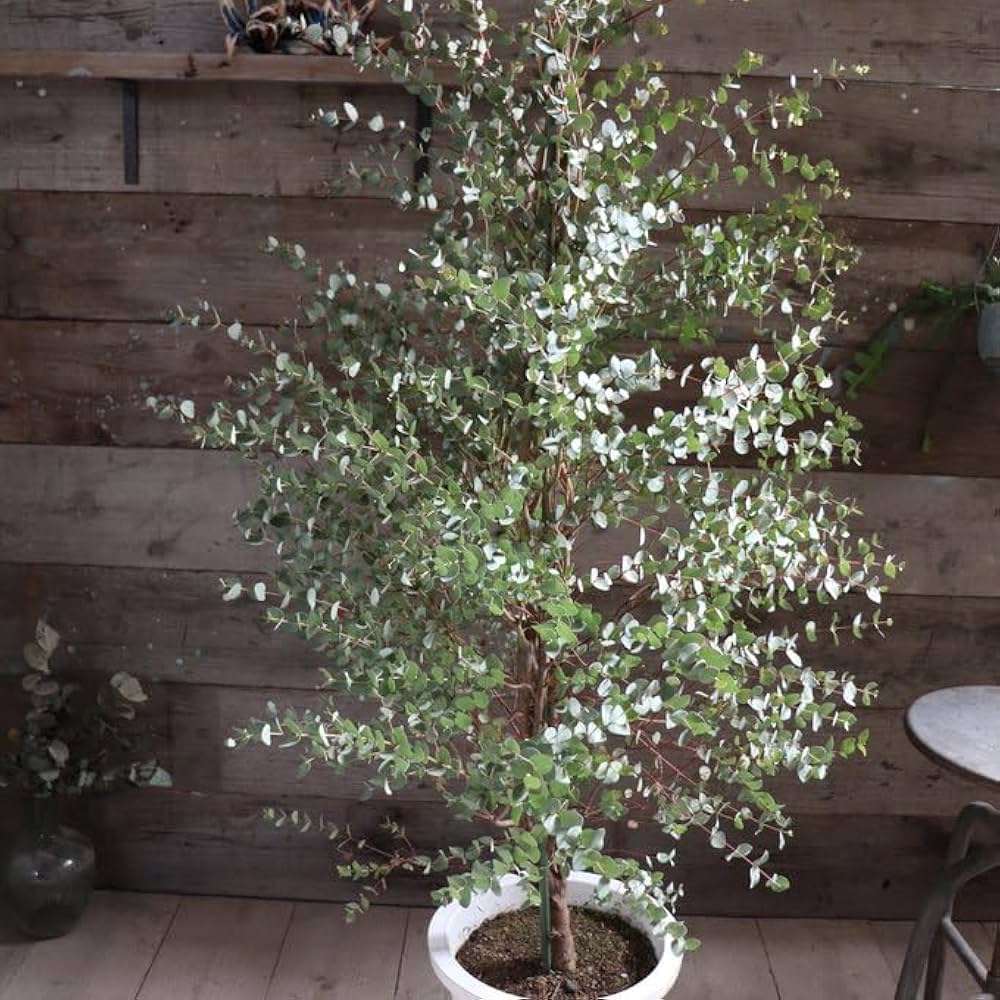 Amazon｜グニー シンボルツリー 10号 ユーカリ 大苗 ガーデニング 観葉