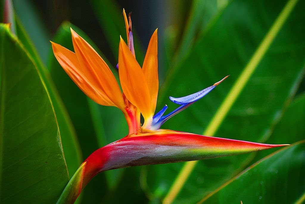 vitamin RHirotaka bird of paradise 51pT-gOP6CL._AC_SY200_QL15_.jpg