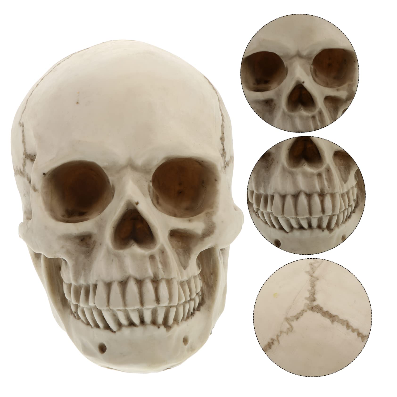 Mipcase Modelo de Cráneo Humano de Resina Real para Decoración de Halloween Utilería Artística y Estudio de Anatomía Cráneo Humano Detallado