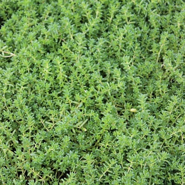 6x Rotmoos-Mauerpfeffer 'Coral Carpet' - Sedum album 'Coral Carpet' - Topf 9x9cm - Teppichbildender Bodendecker