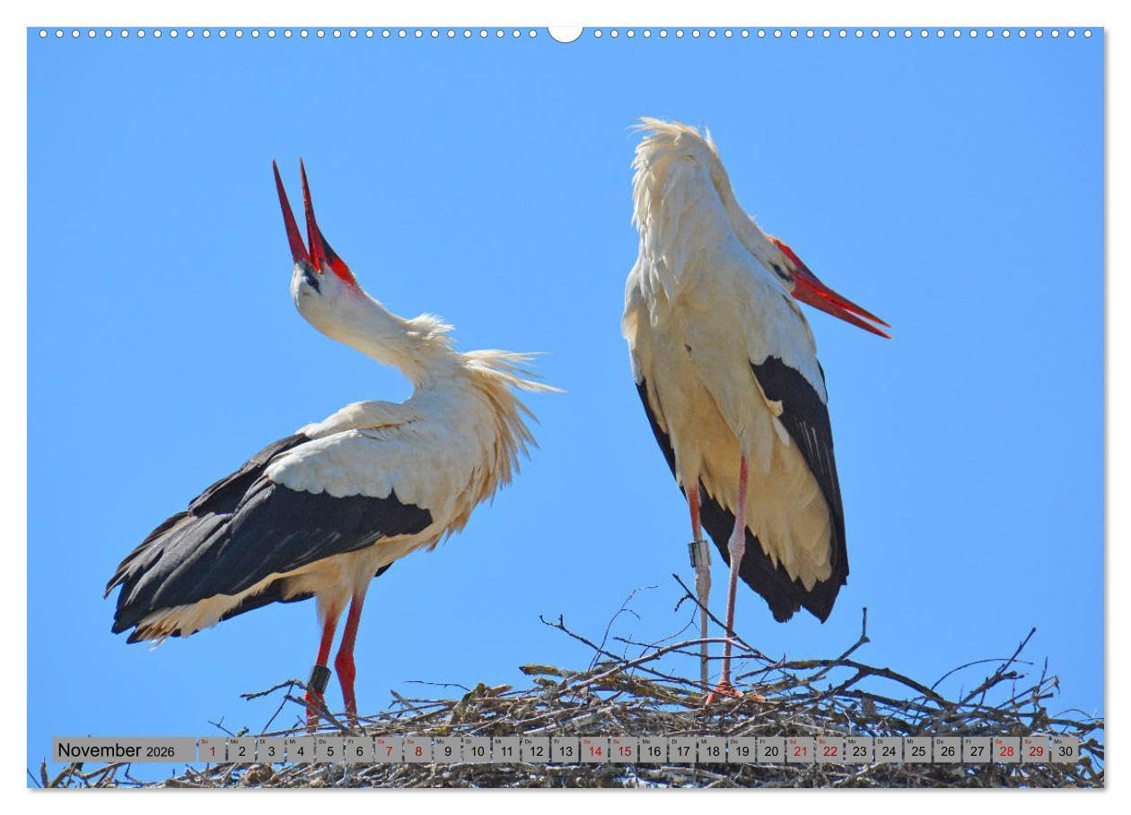 Zu Gast bei Familie Storch (Wandkalender 2026 DIN A2 quer), CALVENDO Monatskalender: Störche ... gern gesehene Gäste in Deutschland (CALVENDO Tiere)