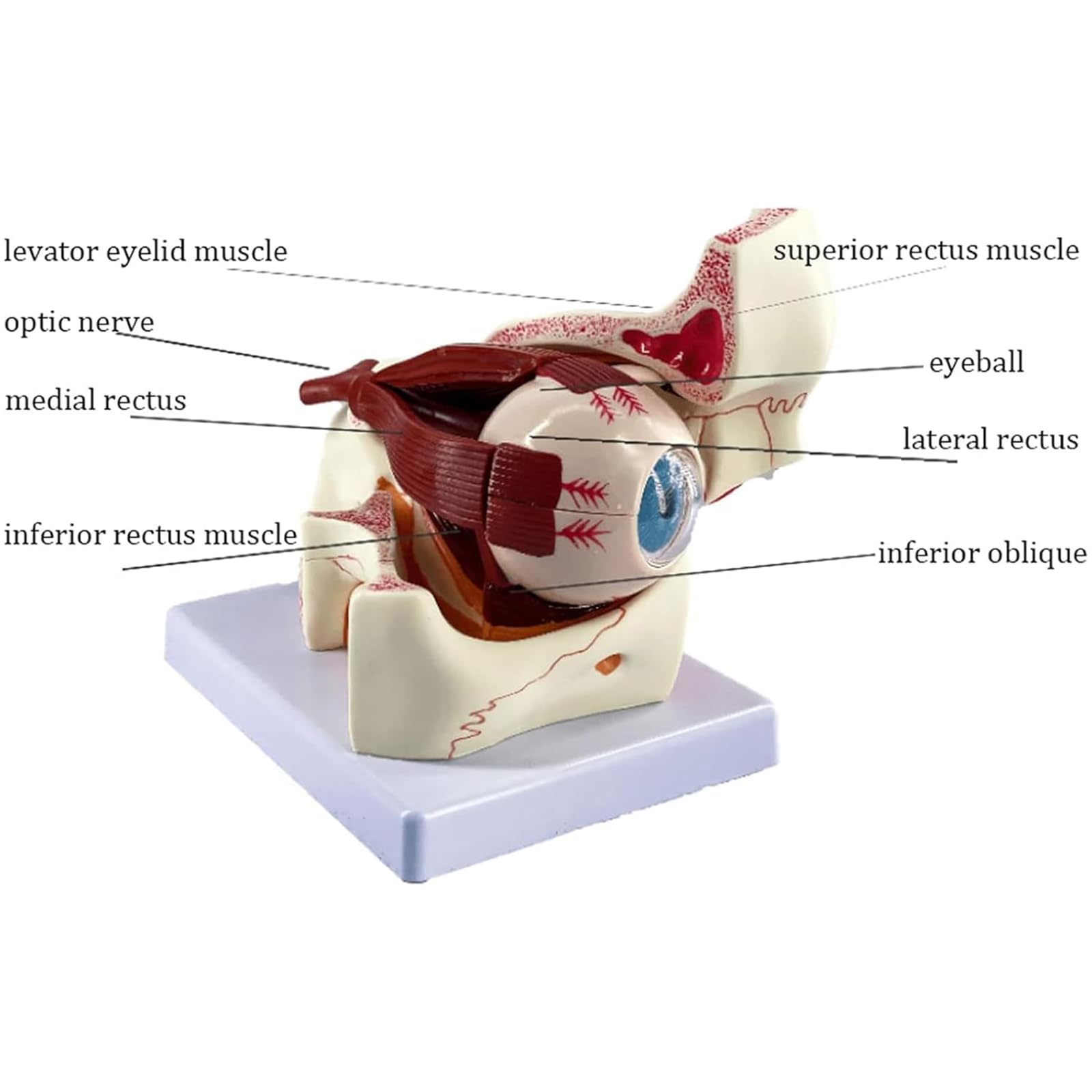 Model anatomiczny z powiększoną gałką oczną 3-krotnie ludzką gałką oczną i oczodołem ocznym model nerwu wzrokowego i mięśni medyczny model szkieletu ludzkiej gałki ocznej i oczodołu ocznego