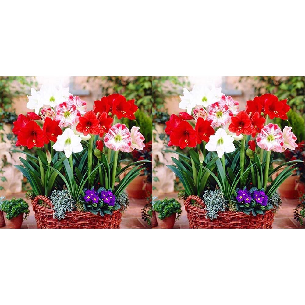 Kraft Seeds Amaryllis Lily Flowering Bulbs (Multicolor, 3 Bulbs) | Fragrant Flower Plants Seeds for Home Gardening | Bulbs for Indoor Home Decor | Flowering Bulbs | Fresh Seeds for Flower Pots (B0CL42VSNG) Amazon Price History, Amazon Price Tracker