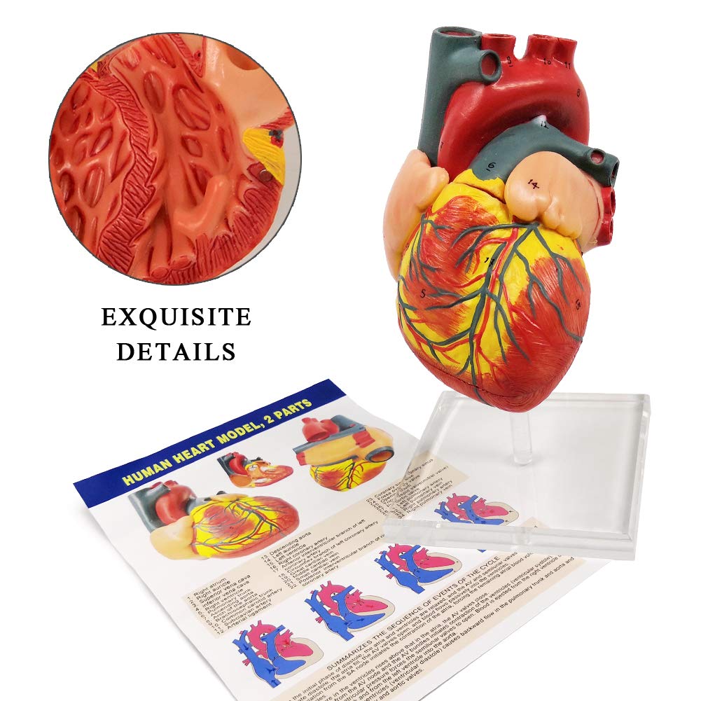 Evotech Scientific Human Heart Model For Anatomy, 2 Part Heart Models
