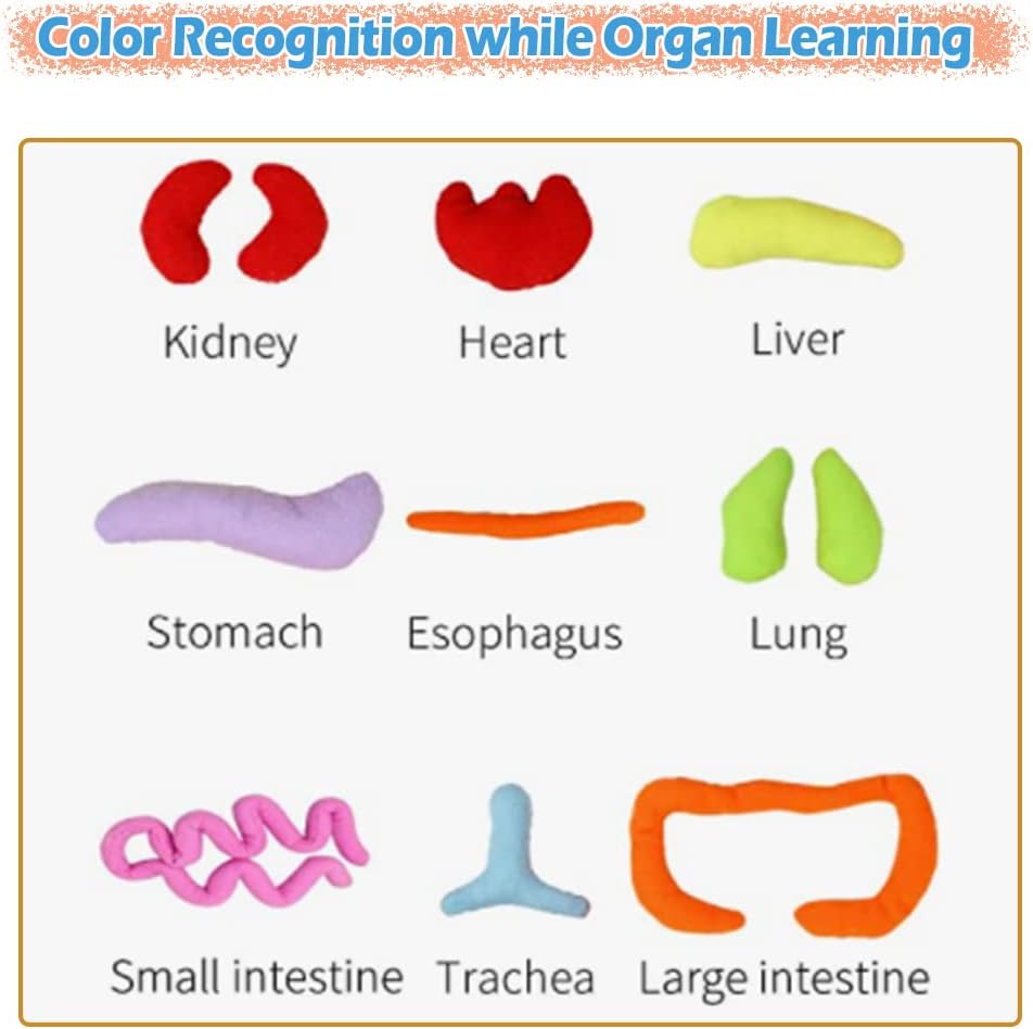 KAKIBLIN Human Body Model for Kids, Plush Anatomy Doll with Removable Human Organs, Educational Stuffed Plush Doll, Organ Kits Sensory Toys for Toddlers and Kids