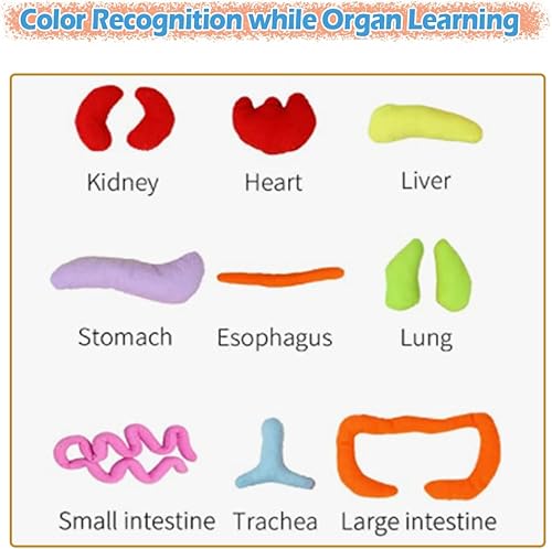 Miniatura 4 de KAKIBLIN Juguetes de anatomía del cuerpo humano, órganos educativos preescolares del cuerpo humano, juguetes de anatomía para niños, órganos