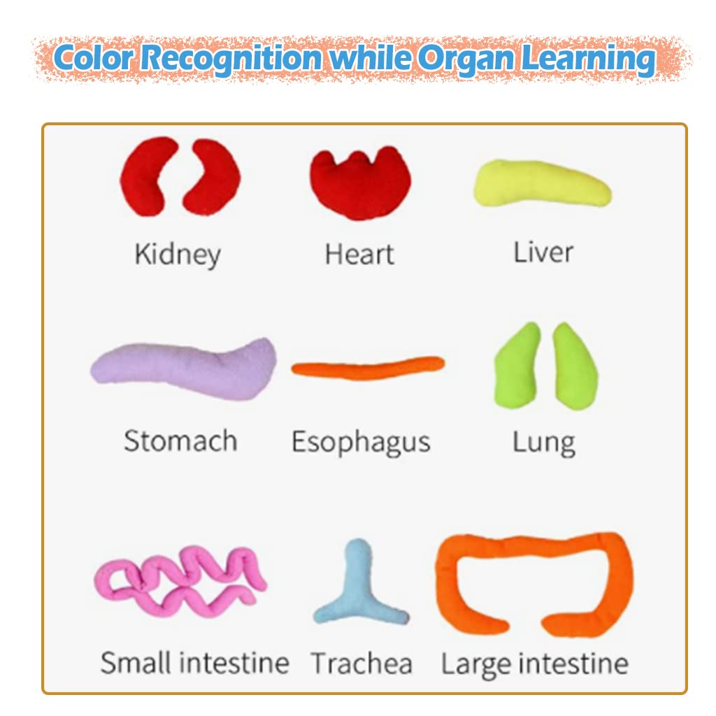 Juguetes de anatomía para niños, modelo de cuerpo humano, peluche de órgano educativo preescolar, kits de aprendizaje científico, kits de ciencia de órganos corporales, juguetes sensoriales 4