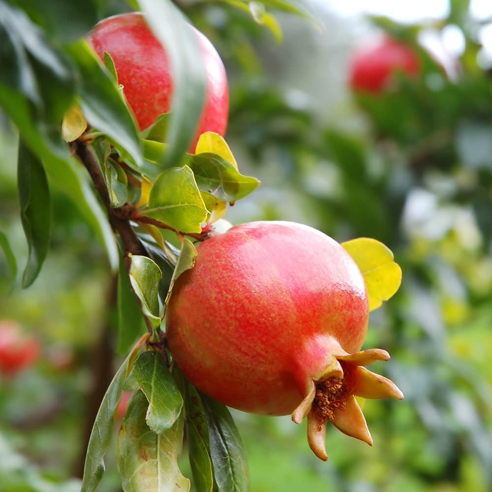 Door to garden Pomegranate Ruby Hybrid Fruit (Air layered/Grafted) Live Plants & Tree (1.5-2 Ft height) (B0B7WK7J1H) Amazon Price History, Amazon Price Tracker
