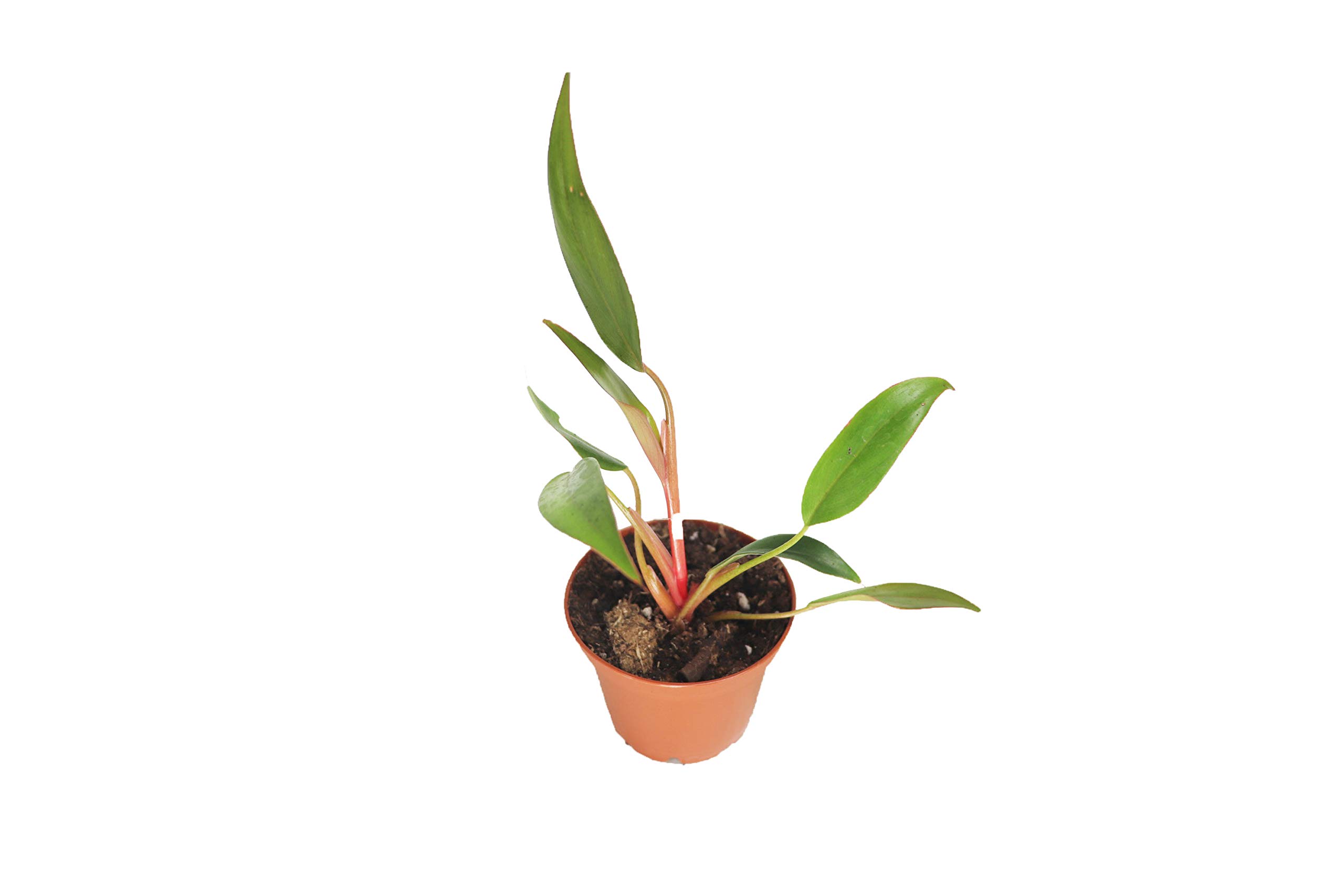 smart plant Ivy Smart Plant Pot