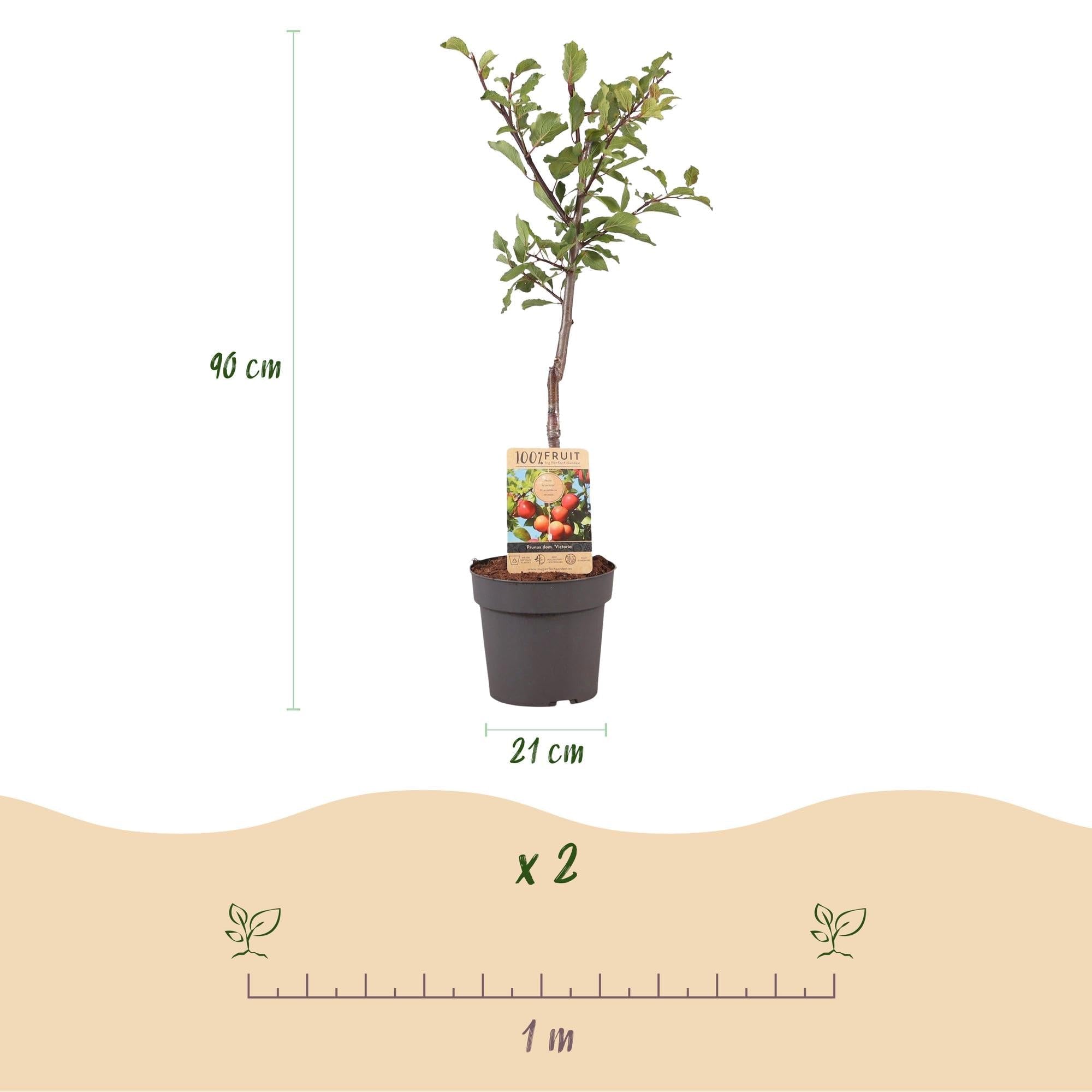 Śliwa Prunus domestica Victoria – roślina owocowa – czerwona śliwka – 21 cm – wysokość 90 cm – łatwa pielęgnacja – letnie zbiory