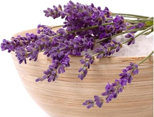 Miniatura 2 de Planta de lavanda inglesa Hierbas no transgénicas para plantar