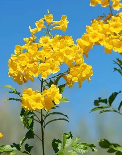 Tecoma Stans - 40 semillas, flores amarillas brillantes, flor esperanza, arbusto de trompeta, semillas de flores (40 semillas)