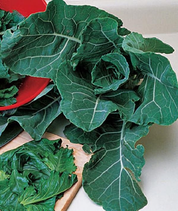 Willvine Organic Collards, Georgia 120 Seeds for Planting