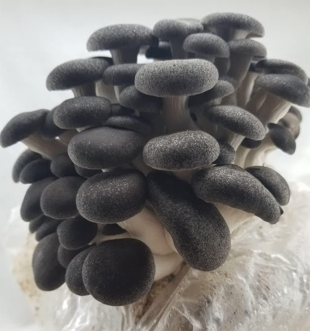 Black Pearl King Oyster Mushroom Grain Spawn - 1 lb. Ready to Use - Grow Your Own Gourmet or Medicinal Mushrooms at Home or Commercially - for G2G Transfer or Pasteurized Straw Inoculation