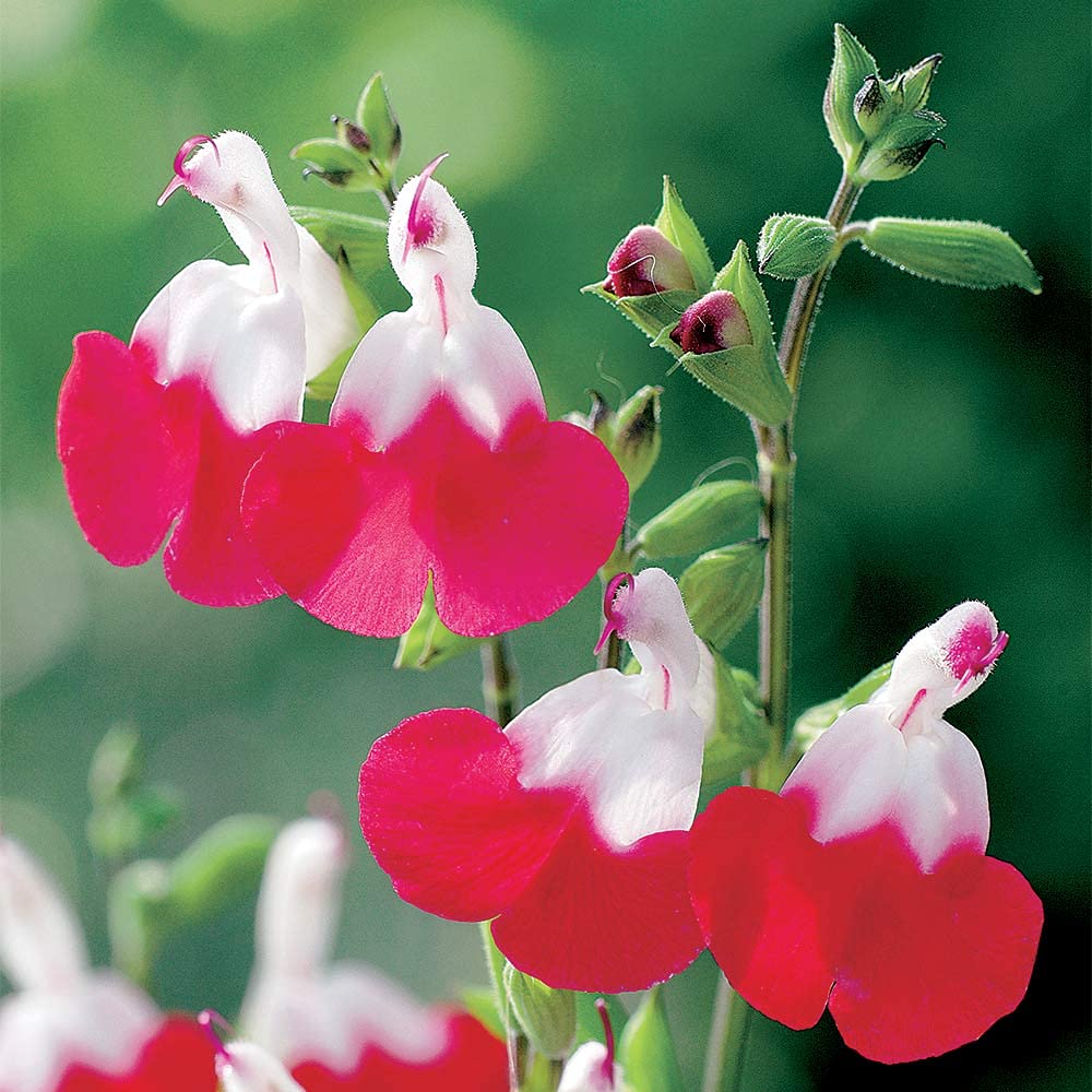 Salvia 'Hot Lips' Plant - Sage Hardy Perennial Summer Flowering Plant in a 9cm Pot