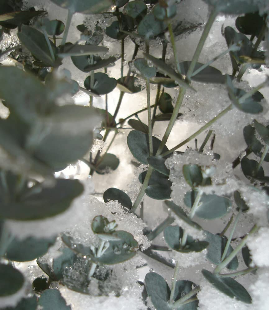 BALDUR Garten 1x Winterharter Eukalyptus Azura® im XXL-Topf, Pflanze im 15 cm-Topf, Eucalyptus gunnii, Azura, winterhart bis -20 °C, mehrjährig, intensiv duftend, vertreibt Fliegen