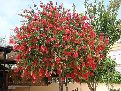 Creative Farmer Tree For Home Garden Callistemon Citrinus"Little John" Flower Tree Seeds 20 Seeds Kitchen Garden Seeds Pack (B078R65MP9) Amazon Price History, Amazon Price Tracker