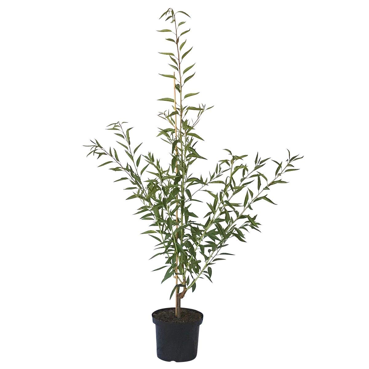 Mandelbaum Mandelkönigin robuste selbstfruchtbar Süßmandel Buschbaum 110-140 cm im 10 Liter Topf