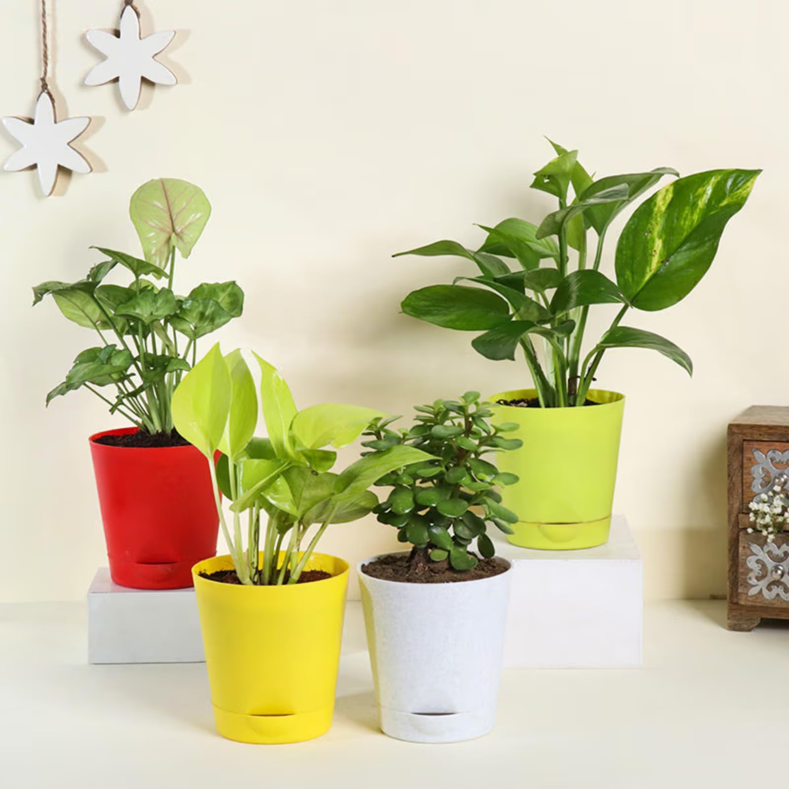 FlowerAura Air Purify Set of 4 (Green Money Plant, Jade Plant, Syngonium Plant & Golden Money Plant) Lve Indoor Plants in Plastic Pots For Living Room, Balcony, Home/Office Decor (Same Day Delivery) (B0D2LFH9J1) Amazon Price History, Amazon Price Tracker