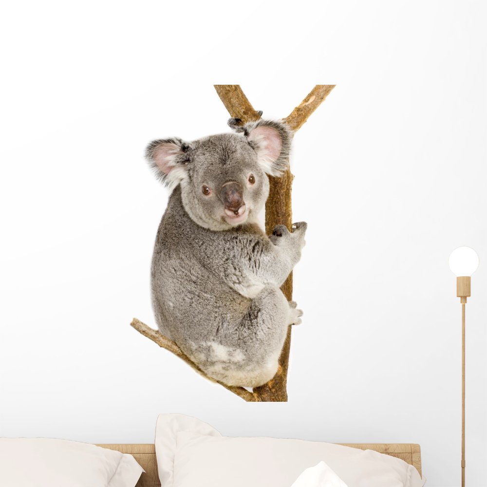 Amazon.com: Wallmonkeys FOT-3216913-24 WM131588 Koala Peel and