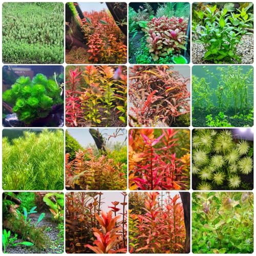 1500 piezas semillas de acuario de plantas acuáticas, plantas de acuario cobertura del suelo, jardín acuario decorativo, plantas reales cama de balcón, plantas perennes resistentes