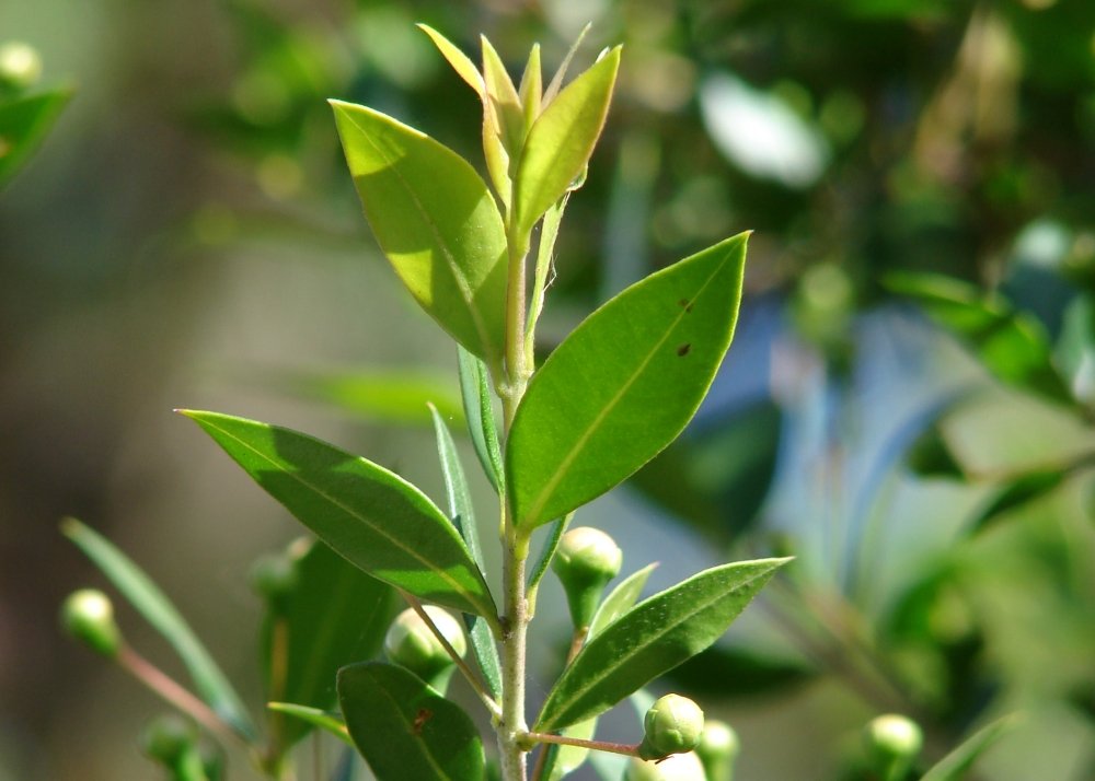 SAFLAX Myrte commun 30 graines Myrtus communis