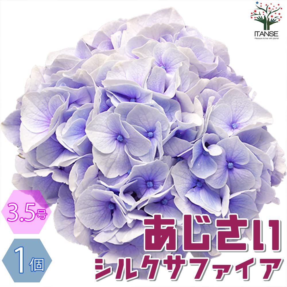 k*u様 アジサイ　8寸 シルクサファイア　紫陽花 ゆ*い様 アジサイ シルクサファイア 8寸 紫陽花 - メルカリ
