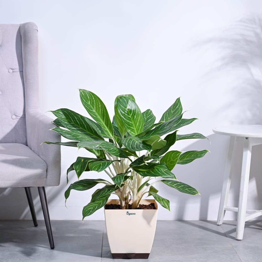 UGAOO Aglaonema Stripes Plant (XL) (B0D5RBF2W9) Amazon Price History, Amazon Price Tracker