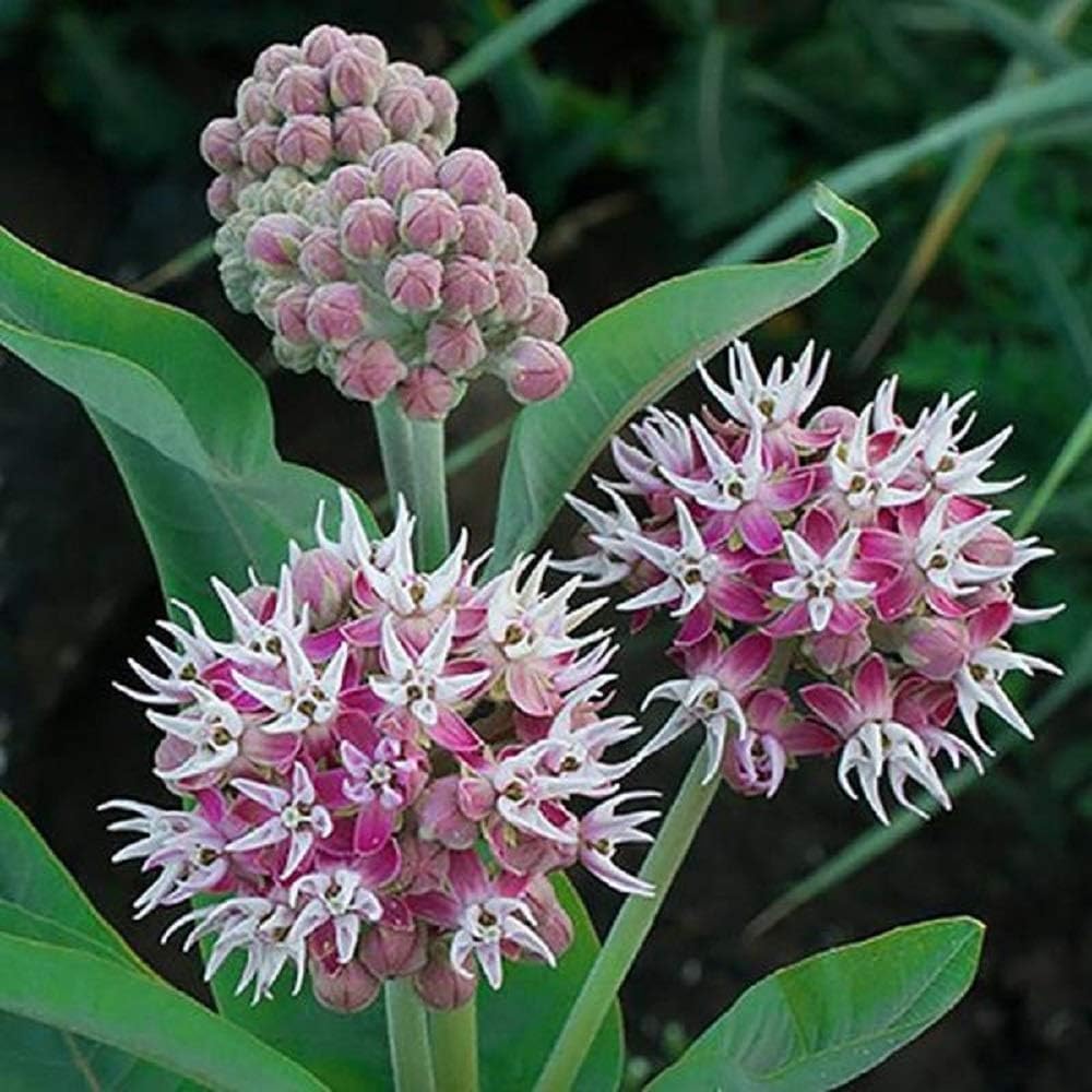 Showy Milkweed Seeds, Asclepias Speciosa Plants for Monarch Butterflies - 100 Seeds - Milkweed Seeds for Planting