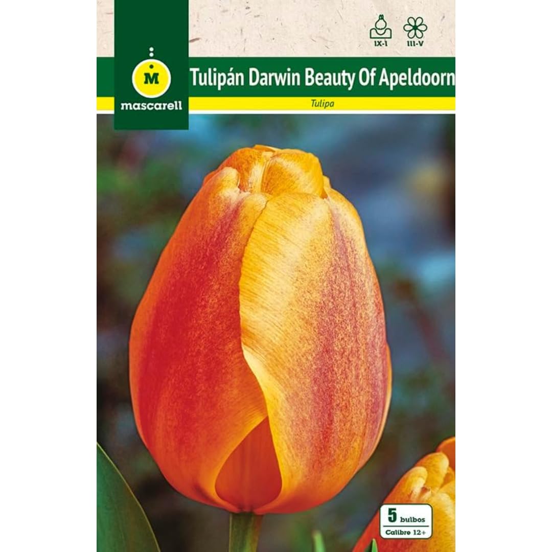 Bulbos De Tulipán Apeldoorn – Pack De 5, Floración Primaveral, Fácil Cultivo, Mascarell
