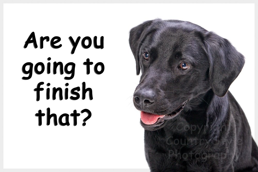 Black Labrador Dog Funny Fridge Magnet - are You Going to Finish That?