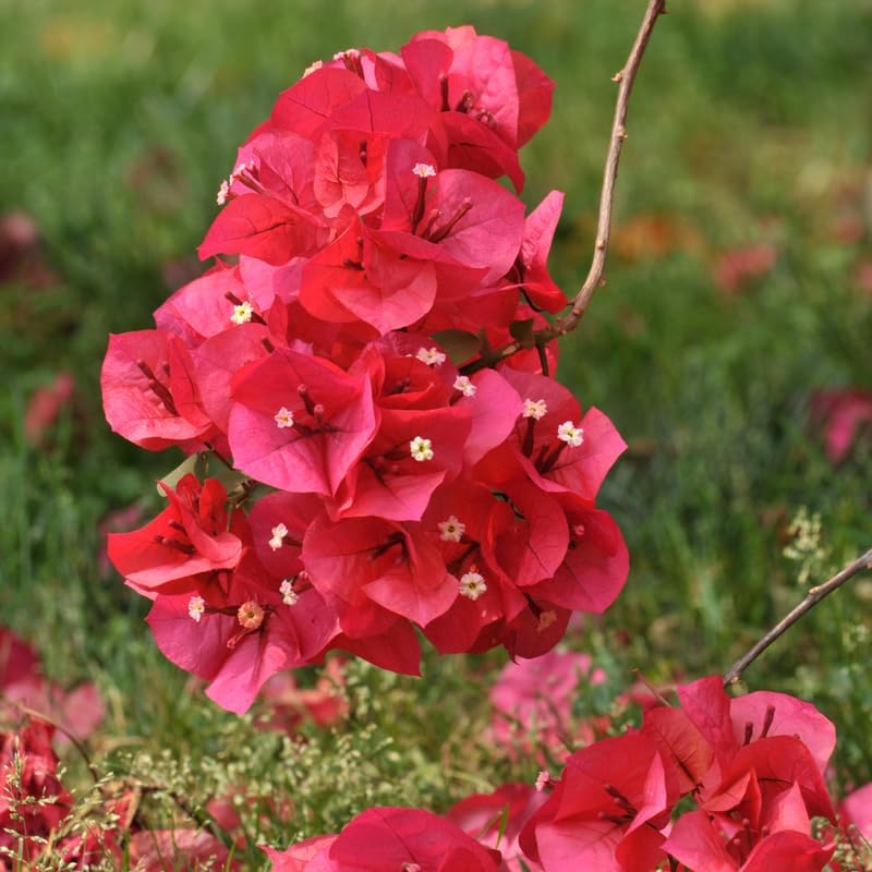 Miniatura 4 de 2 plantas de buganvilla rosa y roja, plantas de buganvillas vivas, árbol con flores de buganvillas vivas de 3 a 4 pulgadas de alto, flores vivas