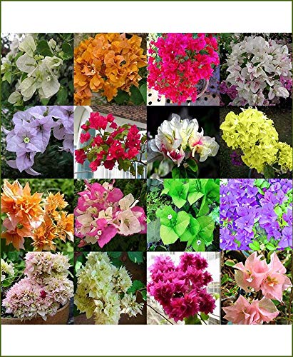 Mphmi Plant Bougainvillea Plants (Any Color) - Plant buganvilla Bugambilia Plants (B08W3J35D5) Amazon Price History, Amazon Price Tracker