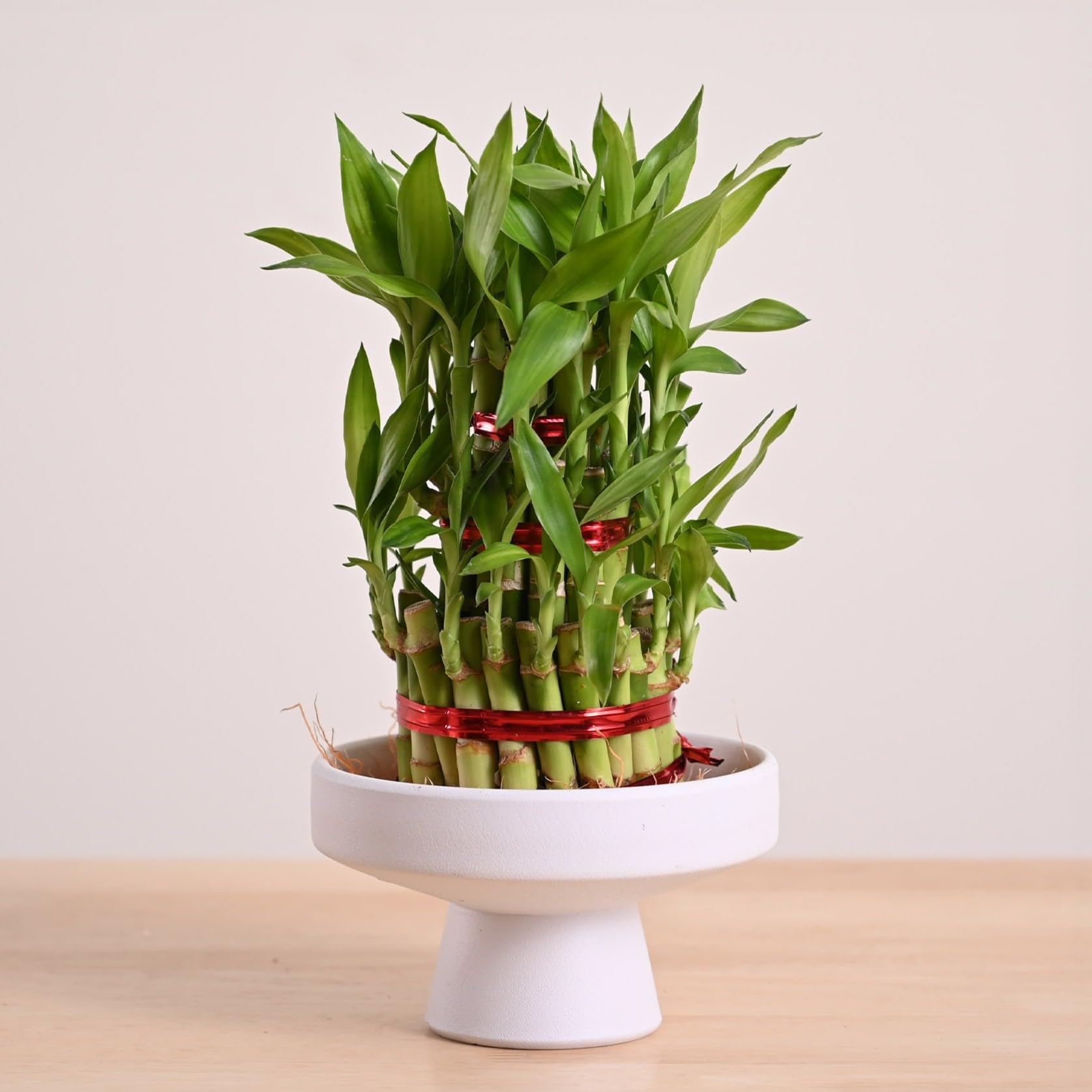 Ugaoo Lucky Bamboo 3 Layer Plant with Potter's Wheel Premium Ceramic Planter
