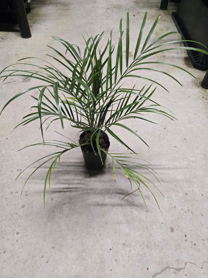 Amazon｜観葉植物 フェニックス ロベレニー 苗｜観葉植物 オンライン通販