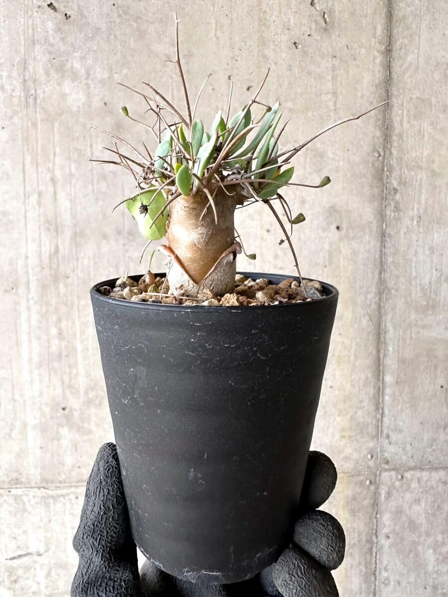 Amazon｜【現品限り】オトンナ・ユーフォルビオイデス【O66】 Othonna