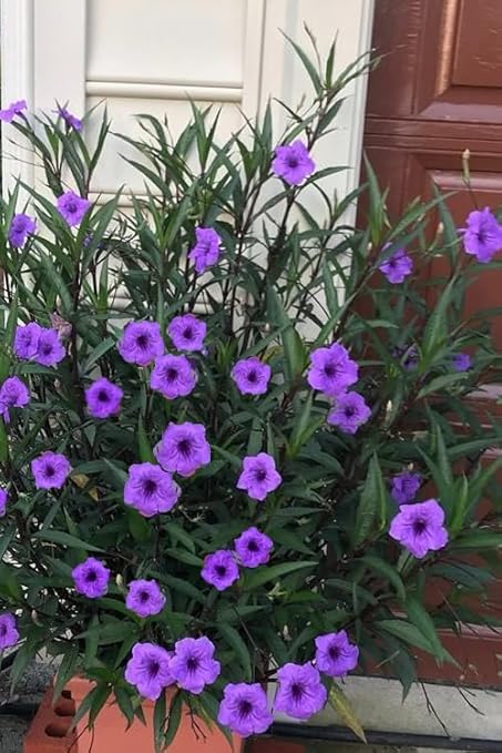 Purple Showers Ruellia Live Plants | Pack of 2 (Two)