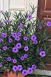 Purple Showers Ruellia Live Plants | Pack of 2 (Two) | 5-9' Tall | Tall Mexican Petunia | Heat Tolerant Perennial for Rain Gardens & Privacy Borders | Deep Violet Sterile Blooms (Zone 8-11)