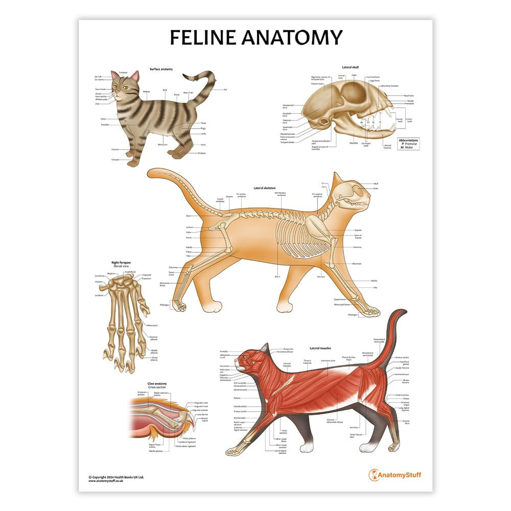 Anatomy Stuff Red, White Feline Anatomy Poster/Chart, 45X60 Cm, 18X24 Inches, Cat Anatomy, Veterinary Clinic, Skeletal And Muscular System, Vet Illustrations