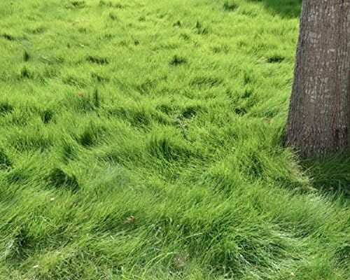 No-mow Korean Grass Seeds 1/8 lb