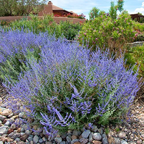 Clovers Garden Russian Sage Plants – Two (2) Live...