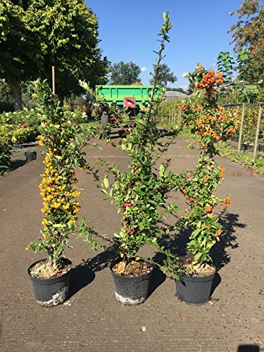 1 Meter laufende Hecke, 3 Stck. Feuerdorn Soleil dOr, Red Column, Orange Glow, je 40-60 cm, Heckenpflanzen weiß blühend, Pyracantha, im 2 Liter Topf