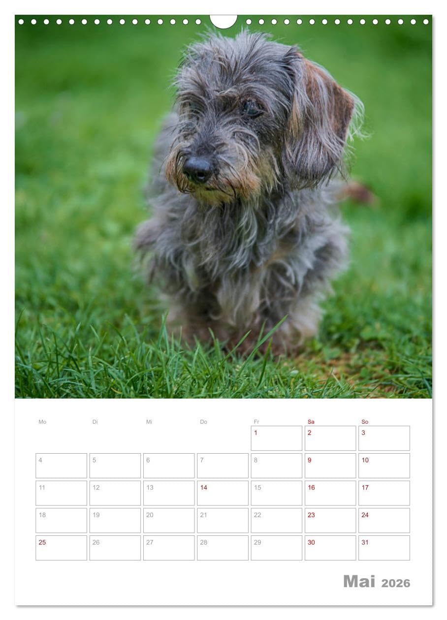 Dackelportraits (Wandkalender 2026 DIN A3 hoch), CALVENDO Monatskalender: In diesem Dackelkalender präsentieren sich Rauhaardackel von ihrer schönsten Seite. (CALVENDO Tiere)