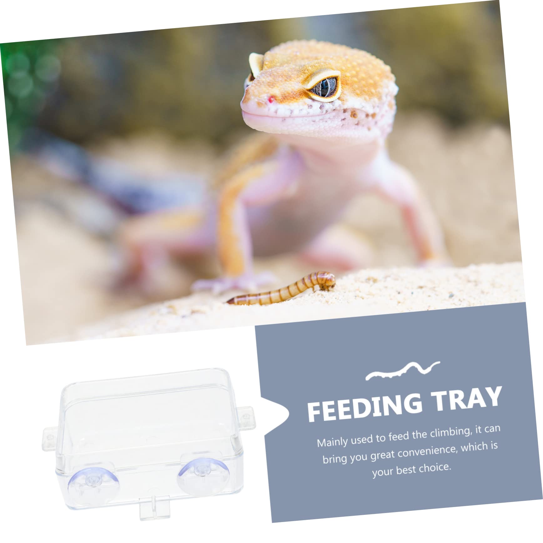 BESPORTBLE 6 Pezzi Mangiatoia per Rettili Fuga Ciotola per Rettili Lucertola-Piatto di Fuga Mangiatoia per Cibo per Pesci Rettili Sporgenza Accessori per Rettili Terrari Piatto Multifunzione