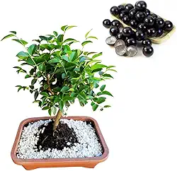 Bonsai de Jabuticaba Natural, Produção Rápida, Árvore Frutífera