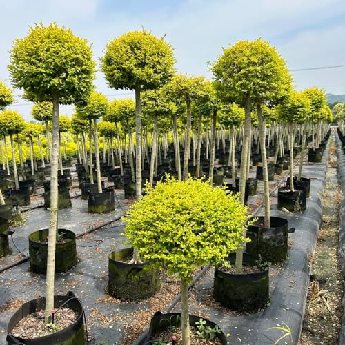 Semi di siepe di ligustro, autunnali Ligustro lucido, comprare semi di da esterno resistenti giardino decorazione da giardino per esterni regali 350pcs