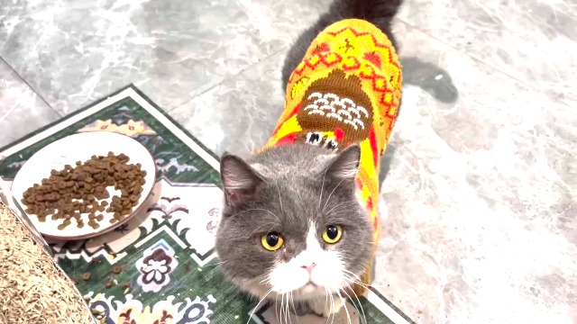 Amazon.com : KOOLTAIL Thanksgiving Cat Sweater Turtleneck - Soft